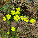 Winterlinge in unserem Garten