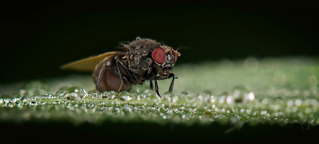 Die Fliege kam ganz groß raus :)) The fly was a big hit :)) La mouche a eu un grand succès :)) Die Fliege kam ganz groß raus :)) The fly was a big hit :)) La mouche a eu un grand succès :))