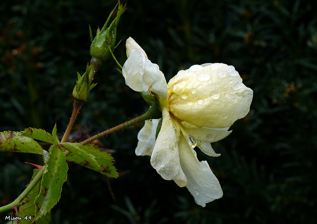 MON JARDIN