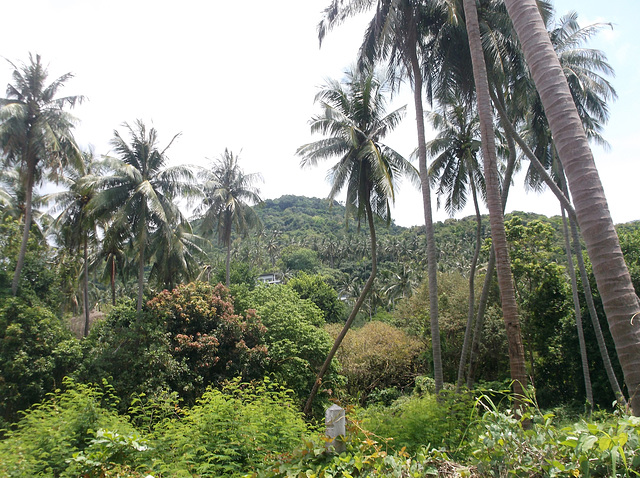 Nature insulaire à saveur thaï.