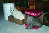 Cats In Boxes