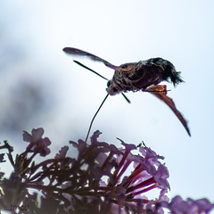 Taubenschwänzchen