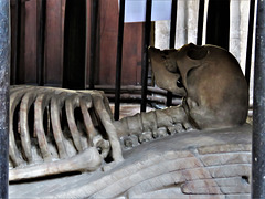burford church, oxon (38) skeleton on mat under c17 tomb of lord justice tanfield +1625, attrib. to gerard christmas 1628