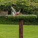 Chester cathedral falconry28