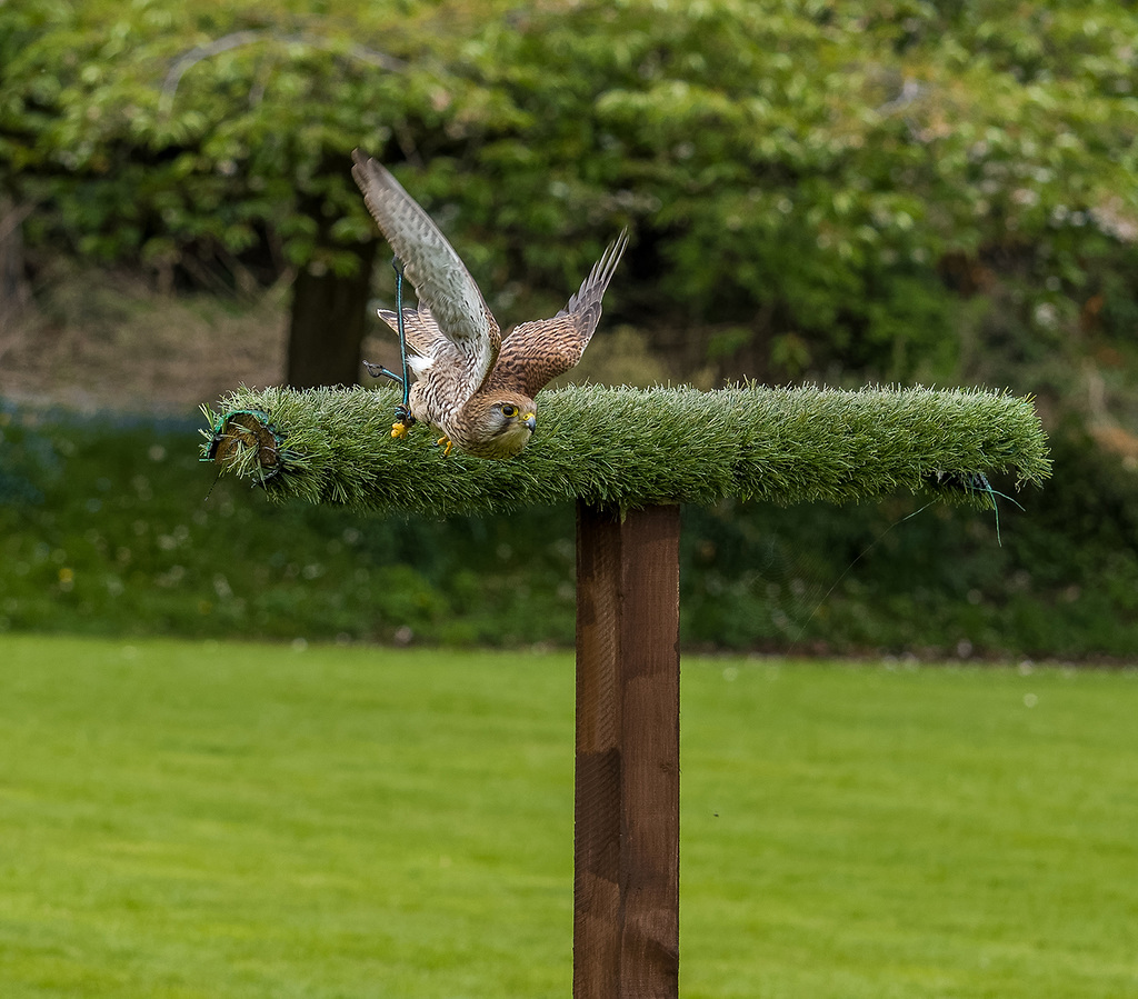 Chester cathedral falconry28