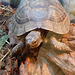 Maurische Landschildkröte beim Sonnenbad