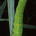 Melanodes anthracitaria (Geometridae)