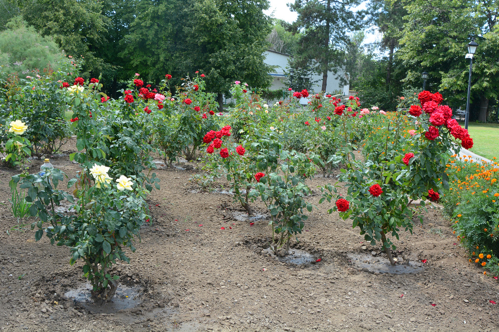 Измаил, Розы в саду "Малой Мечети" / Izmail, Roses in the garden of the "Small Mosque"