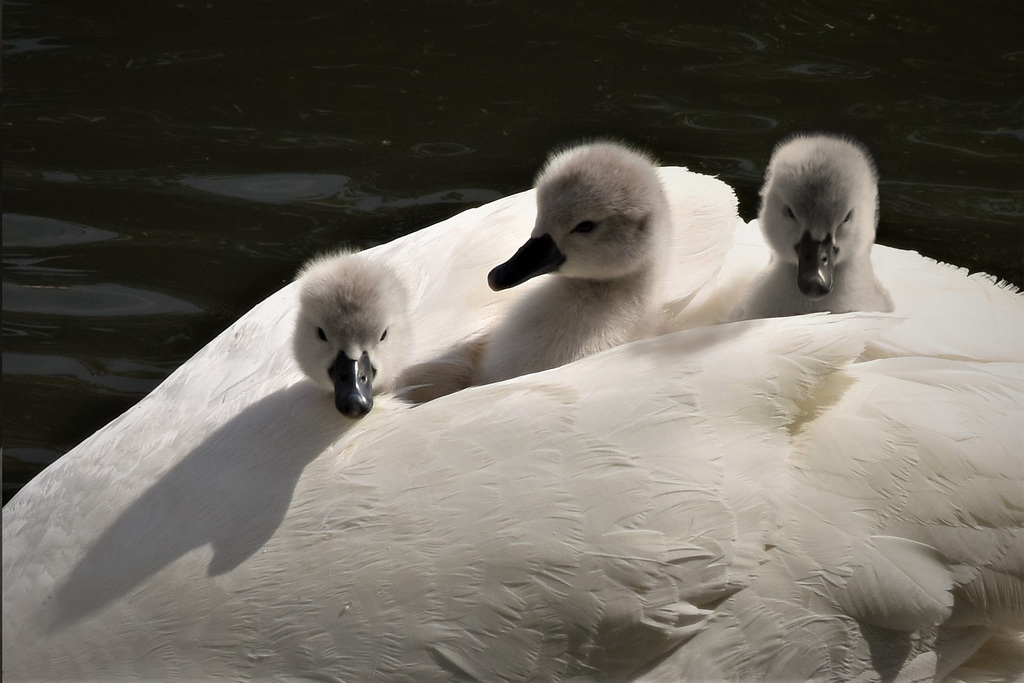 Mothers Day!!!   Three cygnets and their mother!