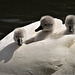 Mothers Day!!!   Three cygnets and their mother!