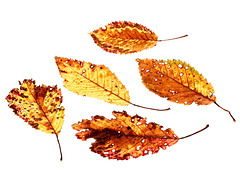 Dried Leaves (2)