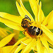 20230722 2860CPw [D~LIP] Jakobs-Greiskraut, Schmalbiene (Lasioglossum agg), BS