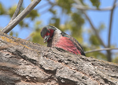 Lewis' Woodpecker