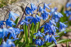 078-365, Blaustern, Scilla - HWW