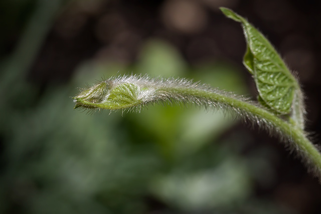 126/366: Morning Glory Vine