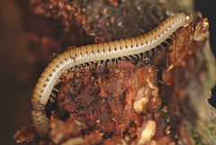 EF7A9319Milliepede