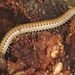 EF7A9319Milliepede