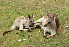 Eastern Grey kangaroo and joey