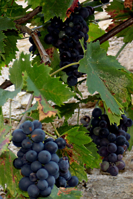 Avant les vendanges