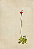 saxifrage