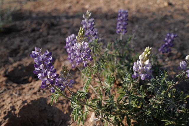 Lupinus micranthus, Grand Canyon USA L1010309