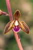 Hexalectris spicata (Crested Coralroot orchid)