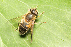 IMG 2845Hoverfly