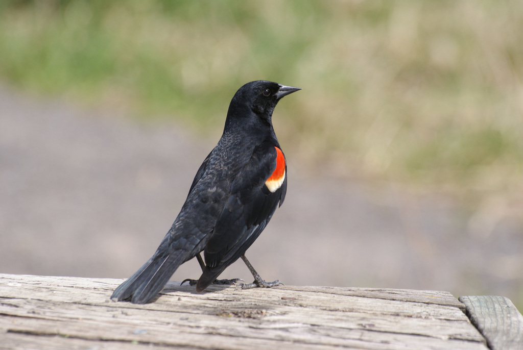 red-winged blackbird / carouge à épaulettes