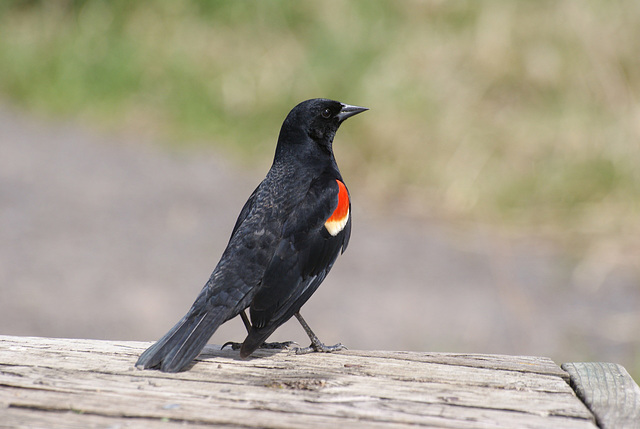 red-winged blackbird / carouge à épaulettes red-winged blackbird / carouge à épaulettes