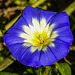 20210909 2821CPw [D~LIP] Dreifarbige Winde (Convolvulus tricolor), Bad Salzuflen