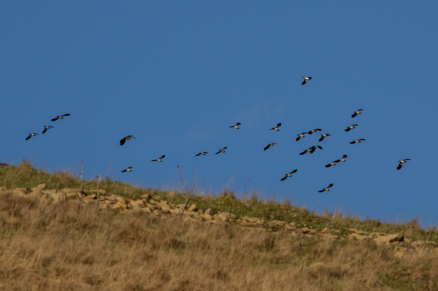 27 of 34 Lapwing seen