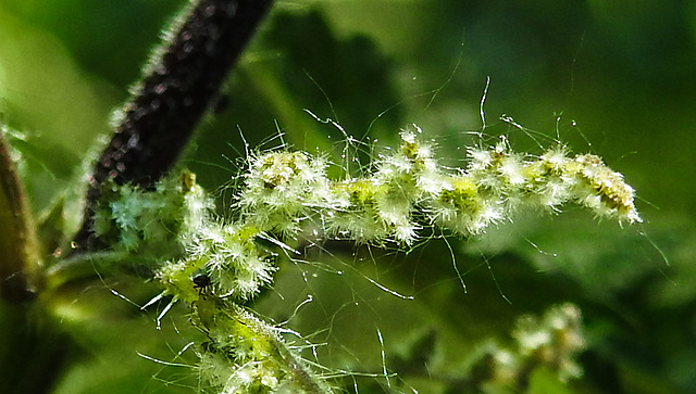 20230605 0620CPw [D~LIP] Große BRENNNESSEL (Urtica dioica), Bad Salzuflen