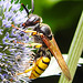 20230722 2861CPw [D~LIP] Mannstreu, Bienenwolf (Philanthus triangulum), BS