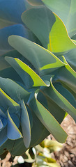 leaves