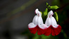 Hot lips