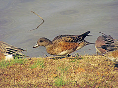 American Widgeon