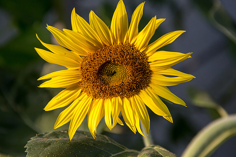 20150809 8470VRAw [D~RI] Sonnenblume (Helianthus annuus), Rinteln