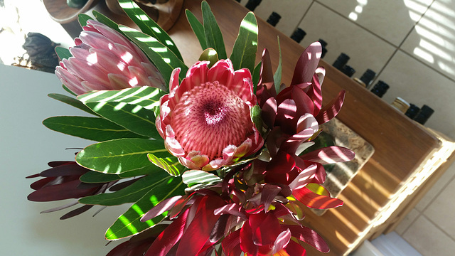 King protea