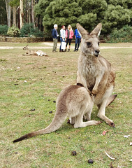 Eastern Grey kangaroo and joey