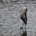 Great Blue Herons