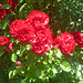 Rosen in meinem Garten - rozoj en mia ĝardeno
