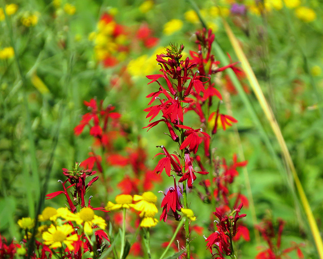 Cardinal Flowers. From 75 feet away I was able to get this shot.