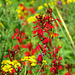 Cardinal Flowers. From 75 feet away I was able to get this shot.