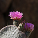 Beavertail Pricklypear