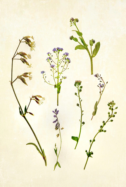 wild blue & white botanical