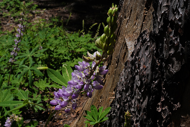 Lupinus polyphyllus, , Sequoia National Park USA L1020125