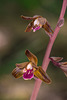 Hexalectris spicata (Crested Coralroot orchid)