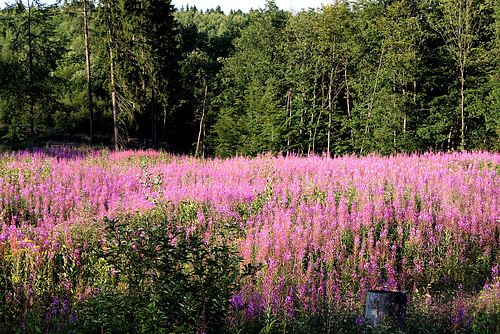 Waldlichtung IMG 6764G