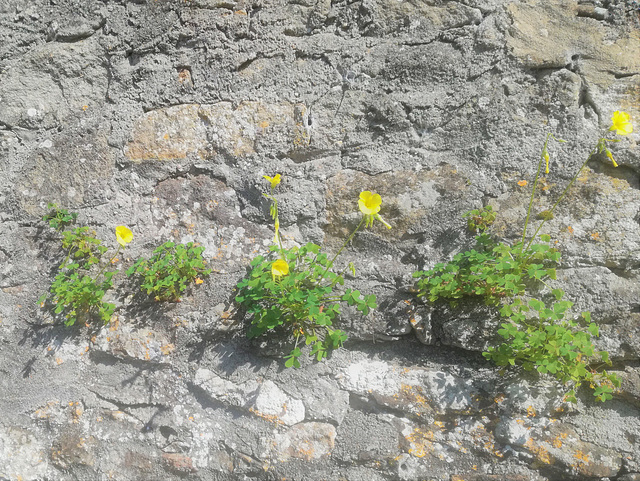 There begins the blossom of flowers on the walls