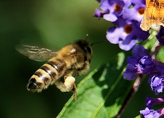 Schon voll beladen auf zur nächsten Blüte